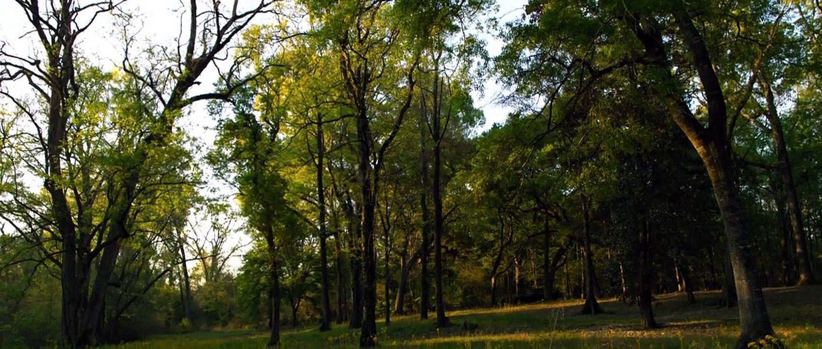 Jeepers Creepers 3 (2023) Full Movie In Hindi \ Urdu video Dailymotion