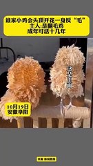 這不是雞毛撣子，這是翻毛雞。It's not a feather duster. It's a shaven chicken.