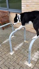 Simbas Mind-Blowing Parkour Move