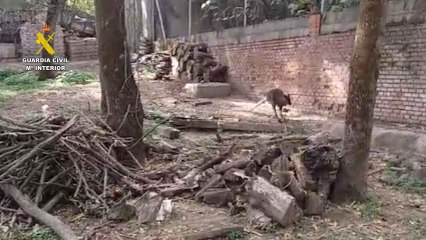 El operativo para atrapar a los walabíes en Villanueva de la Cañada.