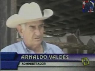 NTV En Cuba no vacas por culpa del marabu By BurronAzul.net