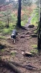 Phénomène étrange : Une tempête soulève le sol d’une forêt