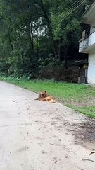 cat Cutest thing you'll see today