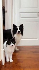 cat Cutest thing you'll see today