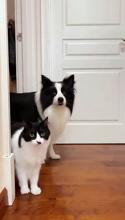 cat Cutest thing you'll see today