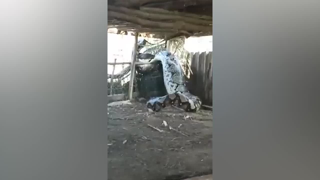 Una serpiente gigante aparece en un poblado de la India y se hace viral