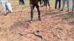 नागिन के फेर में दो कोबरा सर्प में एक घंटे हुआ संघर्ष, सर्पमित्र ने बचाई दोनो की जान