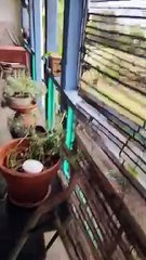 Avoid Getting Swooped This Magpie Season