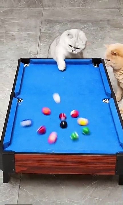 Cats playing billiard