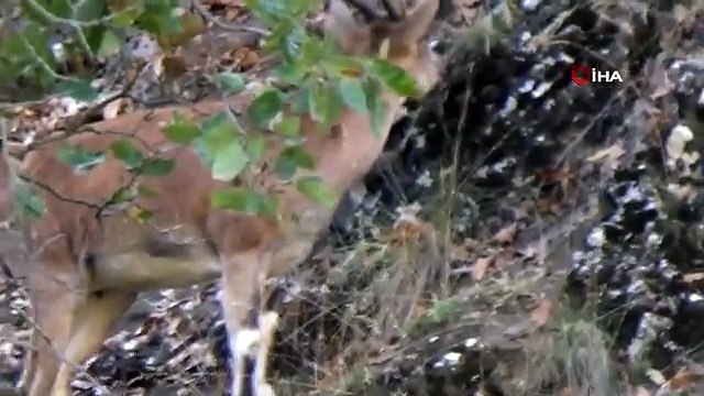 Tunceli'de koruma altında bulunan yaban keçileri görüntülendi