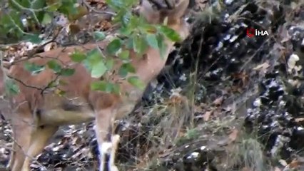 Tunceli'de koruma altında bulunan yaban keçileri görüntülendi
