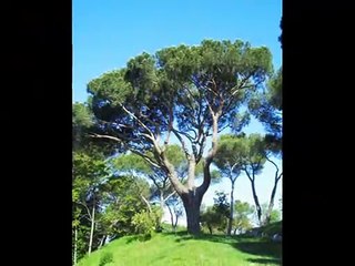 Parque forestal Dehesa de la Villa (Madrid)