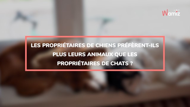 Les propriétaires se soucient davantage des chiens que des chats, selon une étude