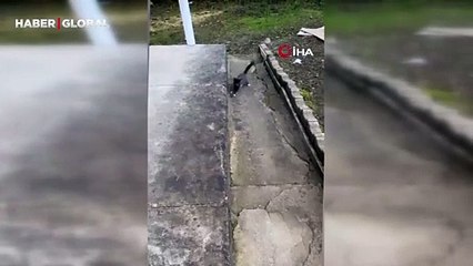 Kedinin fare ile oyunu güldürdü: Fare her seferinde kaçmayı başardı
