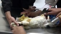 Siirt'te 6 ayda 153 yaban hayvanı tedavi edildi
