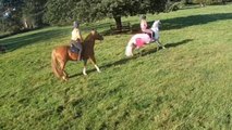 Brave and calm horse heroically saves her friends from a herd of pesky cows