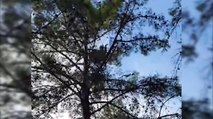 Yamaç paraşütü yapan turist ağaçta mahsur kaldı