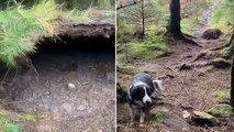 Storm Babet winds lift forest floor in incredible footage