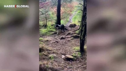 Ormanda gezintiye çıkan adamın gördükleri sosyal medyanın gündemine oturdu!
