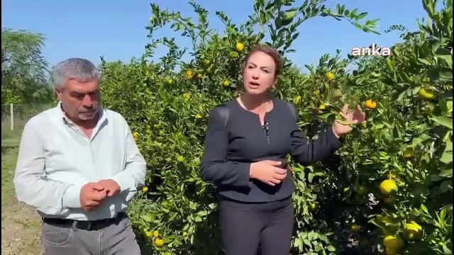 Hataylı Narenciye Üreticileri Sorunlar Yaşıyor