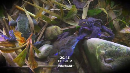 Des bêtes et des sorcières