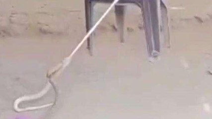 చిత్తూరు జిల్లా: అమ్మో ఎంత పెద్ద పాములు... ఆందోళనలో పుత్తూరు వాసులు