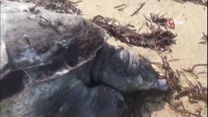 Edirne'de ölü caretta caretta karaya vurdu