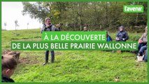 A la découverte de la plus belle prairie de Wallonie