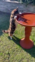 Cat Drinks From Bird Bath