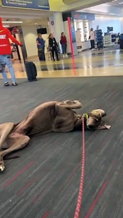 Video: Sujeto compró dos pasajes para que su perro de raza Gran Danés pueda viajar con él