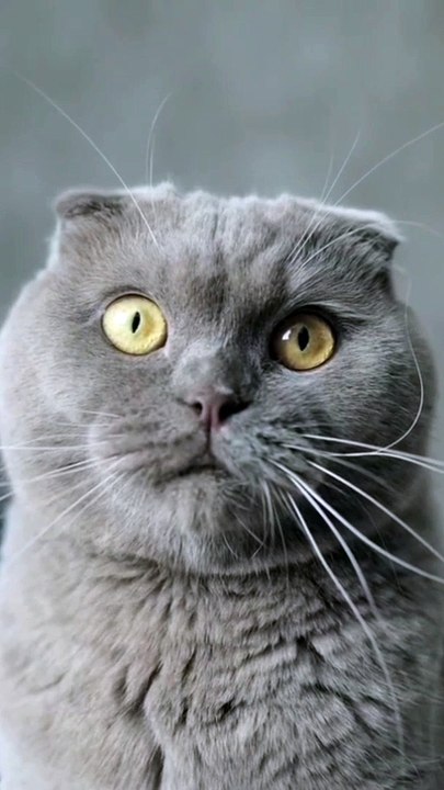 Strange cat