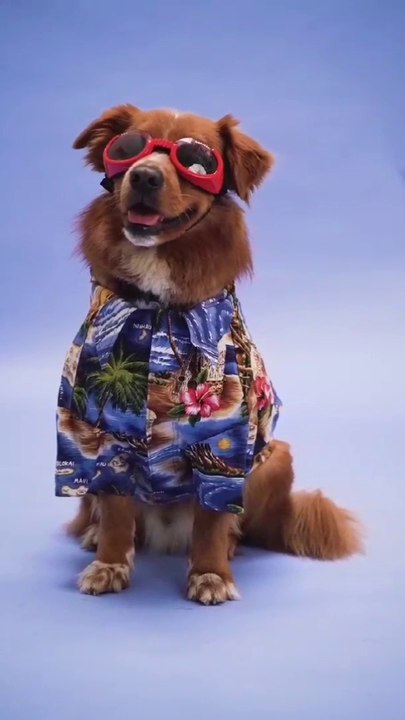 Beautiful dog