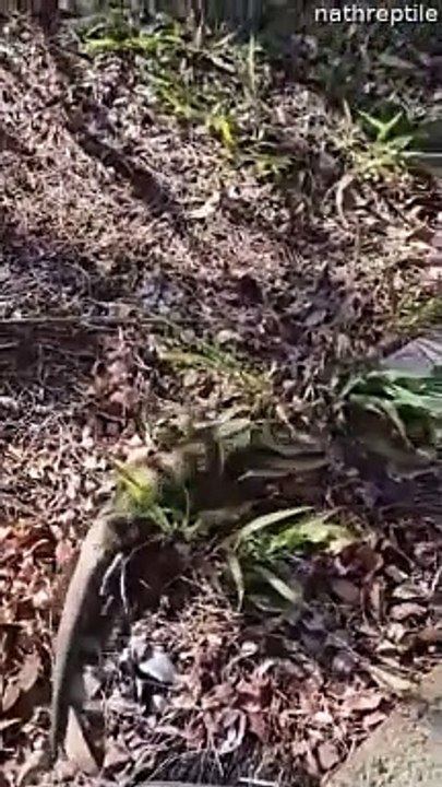 Removing a Blue-tongued Skink's Ticks