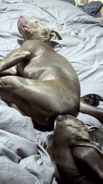 Stinky Snores For Sleeping Dog