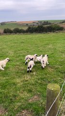 Lambs Frolic on the Farm