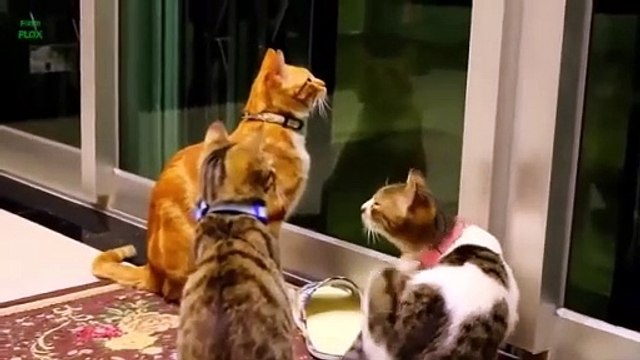 Tom And Jerry Real Life - Cat And Mouse Funny videos Cats Falling Tom And Jerry Cartoons