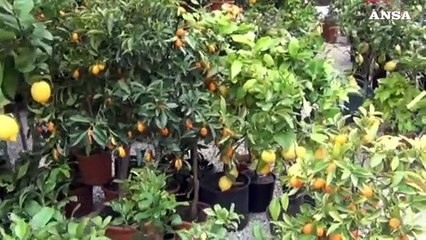 Allarme per le malattie degli agrumi: ecco decreto e vaccino