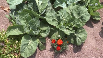Pobre temporal de este año golpea a agroproductores de Jalisco; podrían perder hasta 90% de cosechas