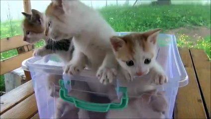 Kittens meowing (too much cuteness) - All talking at the same time!