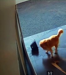 Golden Retriever Dumps Water Bucket