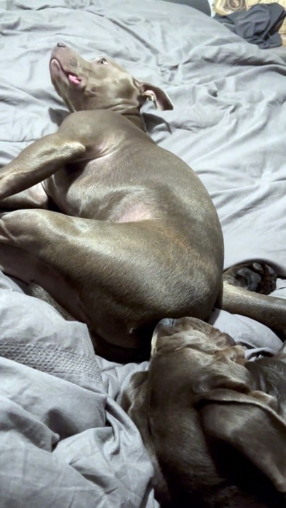Stinky Snores For Sleeping Dog