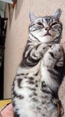 Purring Cat Is the Face of Pure Bliss