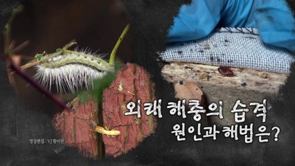 [영상] 한강공원 점령한 미국흰불나방 유충·유럽서 건너온 빈대 기승 / YTN