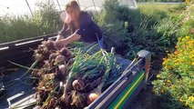 Day 2 of Paver Installation Around the Pond   Harvesting Onions & Planting Random Pretty Things!