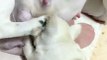 Dog Puppies Drinking Milk From Mother Dog | Animals Funny Moments | Cute Pets | Satisfying Videos #animal #dogs #pets #satisfyingvideos