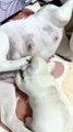 Dog Puppies Drinking Milk From Mother Dog | Animals Funny Moments | Cute Pets | Satisfying Videos #animal #dogs #pets #satisfyingvideos