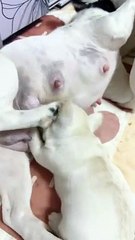 Dog Puppies Drinking Milk From Mother Dog | Animals Funny Moments | Cute Pets | Satisfying Videos #animal #dogs #pets #satisfyingvideos