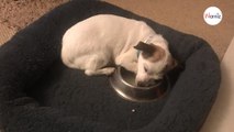 Wegen seiner Vergangenheit: Kleiner Hund schläft neben seinem Futternapf