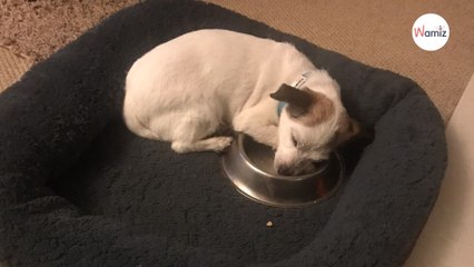 Wegen seiner Vergangenheit: Kleiner Hund schläft neben seinem Futternapf