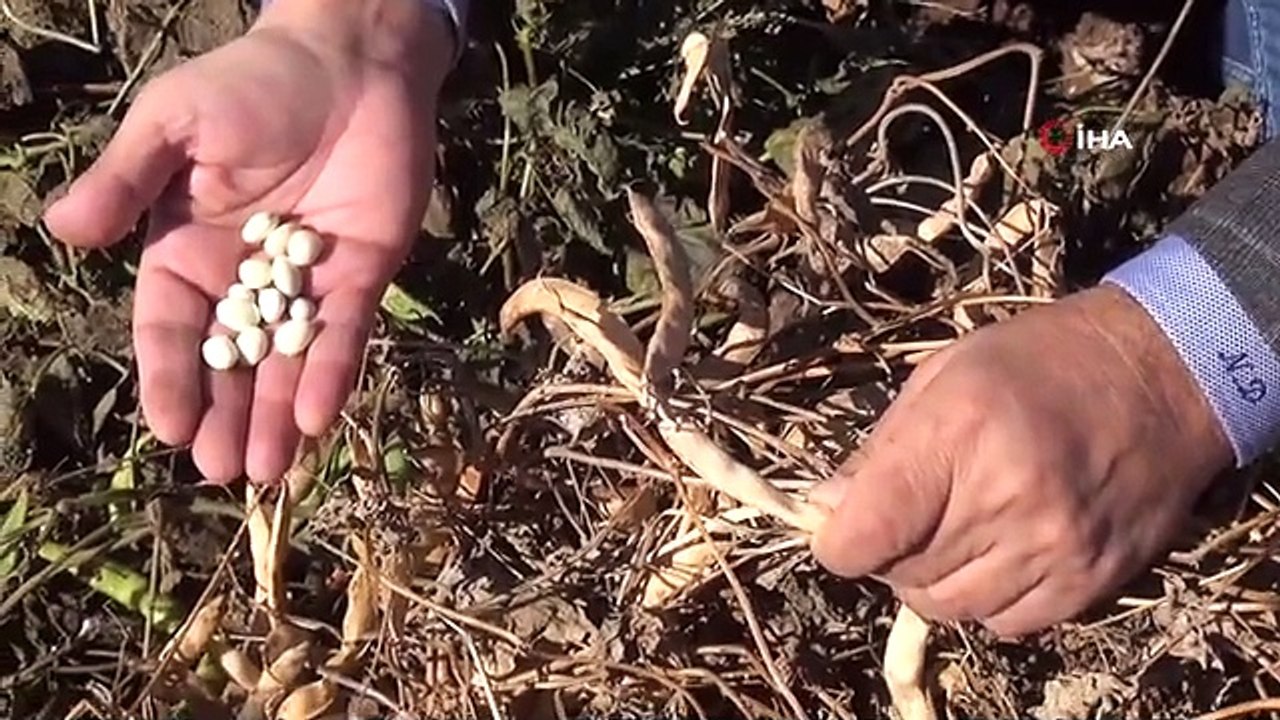 Bitlis Ahlat'ta Şiddetli Yağmur Kuru Fasulye Hasadını Olumsuz Etkiledi